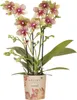 Kolibri Orchids | Orange-Gelbe Phalaenopsis-Orchidee Produktbild-Vorschau 1