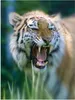MuchoWow® Poster Tiger - Dschungel - Kopf 90x120 cm - Produktbild-Vorschau 2