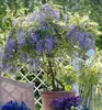 Blauregen ´DOMINO´ 60-70 cm, Cont. 2 l Produktbild-Vorschau 2