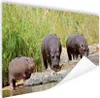 MuchoWow® Poster Flusspferde - Wasser - Südafrika 60x40 cm Produktbild-Vorschau 1