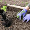 Hands in purple gloves planting a seedling in the soil with a black auger drill bit nearby. Podgląd zdjęcia produktu