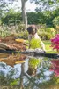 Beeztees Hundespielzeug Surfboard gelb Produktbild-Vorschau 3
