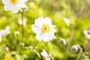 Anemone japonica 'Whirlwind', Herbst-Anemone, weiß, ca. 9x9 Produktbild-Vorschau 4