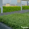 Sedum- & Gründach-Dünger - 20 kg für 400 m2 - Organifer Produktbild-Vorschau 9
