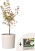 Klon japoński - Acer palmatum 'Taylor' - Wysokość 50-60cm - Podgląd zdjęcia produktu 7
