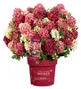 Dehner Bodendecker-Rispenhortensie Groundbreaker® Ruby™, Produktbild-Vorschau 2