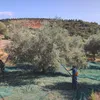 Olive Poem Drop of Art oliwa wczesnego zbioru extra virgin Podgląd zdjęcia produktu 10