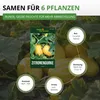 Zitronengurke Lemon Samen - Cucumis sativus - Gurkensamen - Produktbild-Vorschau 3