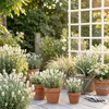 Bloomique - Zestaw 6 sztuk - Lavandula Angustifolia 'White' Podgląd zdjęcia produktu 4