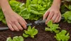 GARDENA T-Stück für Sprühdüse 13mm (1/2) 5 Stück Produktbild-Vorschau 3