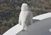 Klassische Vogeltränke aus Steinguss passt perfekt in jeden Produktbild-Vorschau 5