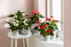 Dehner Große Flamingoblume, Anthurium andreanum, weiße Produktbild-Vorschau 4
