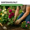 Stockrosen Prachtmischung Samen - Alcea rosea - Rosensamen Produktbild-Vorschau 8