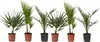 Mélange de palmiers d'extérieur - Set de 6 - Hauteur Voir les images du produit 1