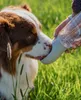 lionto Wasserspender, Trinkflasche für Hunde auf Produktbild-Vorschau 2
