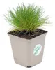 6 Pflanzen Bärenfellgras, Festuca gautieri, winterhart, 9 Produktbild-Vorschau 4