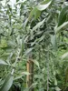 Hängende Wildbirne - Weidenblättrige Hänge-Birne - Pyrus Produktbild-Vorschau 2