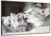 Wallario Wandbild Süße kleine getigerte Katzenbabys, Größe: Produktbild-Vorschau 2