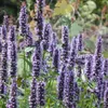 6 x Duftnessel  - Agastache 'Black Adder'  | Topf 9x9 cm Produktbild-Vorschau 2