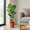 Gummibaum - pflegeleichte Zimmerpflanze, Ficus elastica Produktbild-Vorschau 5
