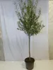 [Palmenlager] XXL Olivenbaum / Olea europea 200 cm Produktbild-Vorschau 1