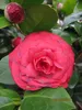 Japanische Kamelie Black Lace - Camellia japonica Black Produktbild-Vorschau 1
