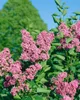 Syringa vulgaris 'Sensation', Flieder, zweifarbig, 60–80 cm Produktbild-Vorschau 11