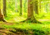 Neuheit! Dekorativer Paravent Raumteiler Trennwand Produktbild-Vorschau 4