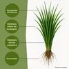 Samenshop24® Wiesenrispe poa pratensis , Inhalt: 1kg, Produktbild-Vorschau 2