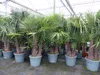 Trachycarpus Fortunei Gruppe mehrstämmig Palme, winterhart Produktbild-Vorschau 9