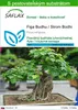 SAFLAX - Figa Budhu / Strom Bodhi - Ficus religiosa - 100 Náhľad obrázku produktu 1