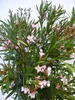 [Palmenlager] XXL Oleander PINK 150 cm -Busch - großer 33 Produktbild-Vorschau 3