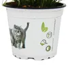 Kočičí tráva - Cyperus alternifolius - pro podporu trávení Náhled obrázku produktu 2