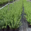 Rows of potted green plants in a nursery or garden center. Produktbild-Vorschau