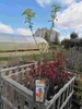 Jabloň okrasná 'Red Sentinel' 100-120 cm - Jabloň - Malus Náhled obrázku produktu 2