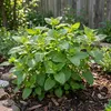 Bloomique - Zestaw 6 sztuk - Melissa officinalis - Melisa Podgląd zdjęcia produktu 5