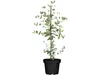 Eucalyptus 'Silver Dollar', Silber-Eukalyptus, 20- 40 cm Produktbild-Vorschau 1