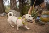 Szelki Ruffwear Hi & Light, Kolor:Lichen Green, Rozmiar:S Podgląd zdjęcia produktu 12