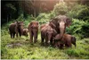 MuchoWow® Poster Elefant - Tiere - Wald - Gras - Grün 30x20 Produktbild-Vorschau 1