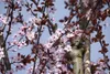 Prunus cerasifera 'Nigra', Blutpflaume, dunkelrot, 100–125 Produktbild-Vorschau 10