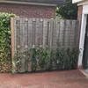 Clematis Armandii (zimozielony i odporny) - Wieloletnie Podgląd zdjęcia produktu 4