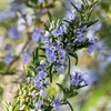 GreenboutiQ - Stamm Pflanze - Rosmarinus officinalis - Produktbild-Vorschau 3