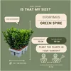 Euonymus Green Spire – japoński trzmielina – 12 roślin Ø7cm Podgląd zdjęcia produktu 4