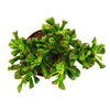 Lyži?kový strom - Crassula "Hobbit" - Sukulentná izbová Náhľad obrázku produktu 3