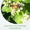 Samenshop24® Buchweizen Gründünger Inhalt: 1kg Produktbild-Vorschau 2