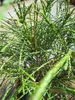 Thuja plicata Whipcord - Faden-Lebensbaum in Dekoschale Produktbild-Vorschau 2