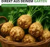 Knollensellerie Goliath Samen - Apium graveolens - Produktbild-Vorschau 5