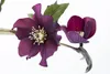 Helleborus x orientalis 'Ballard', Lenzrose, ca. 11x11 cm Produktbild-Vorschau 6