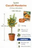 Mandarines tardives de Ciaculli (Citrus reticulata) 120-150 Voir les images du produit 3