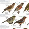 Einheimische Gartenvögel Poster deutsch DIN A1 84,1 x 59,4 Produktbild-Vorschau 4